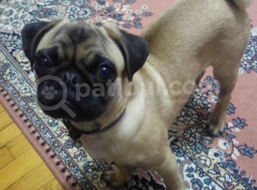 Balıkesir Merkezde Pug görsel