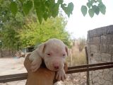 A KALİTE DOGO ARGENTİNO YAVRULARIMIZ YENİ SAHİPLERİNİ BEKLİYOR