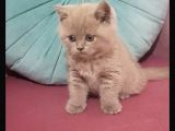 Dişi British Shorthair