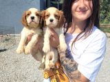 Cavalier King Charles Yavru