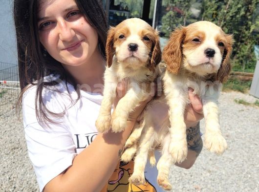 Cavalier King Charles Yavru