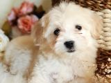 Afacan Tüy Yumakları Maltipoo Yavrularımız