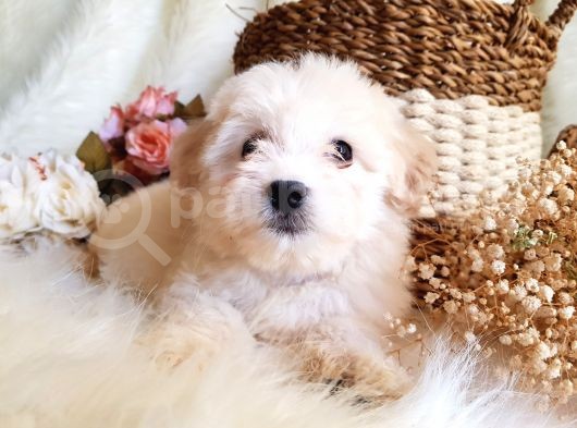 Afacan Maltipoo Tüy Yumakları görsel