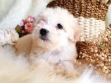 Afacan Tüy Yumakları Maltipoo Yavrularımız