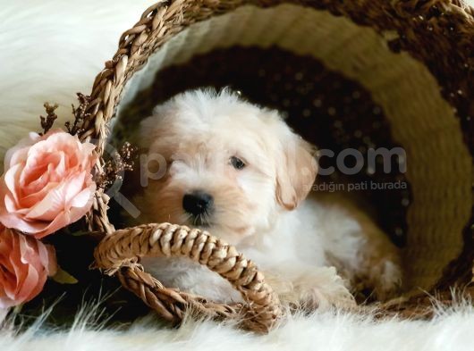 Afacan Tüy Yumakları Maltipoo Yavrularımız görsel