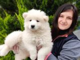 Samoyed Yavru Üst Kalite