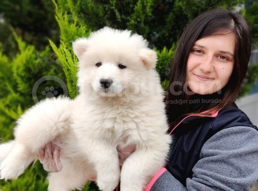 Samoyed Yavru Üst Kalite görsel