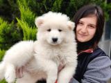 Samoyed Yavru Üst Kalite