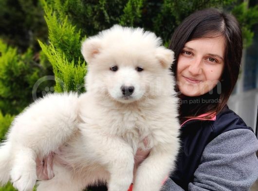 Samoyed Yavru Üst Kalite görsel