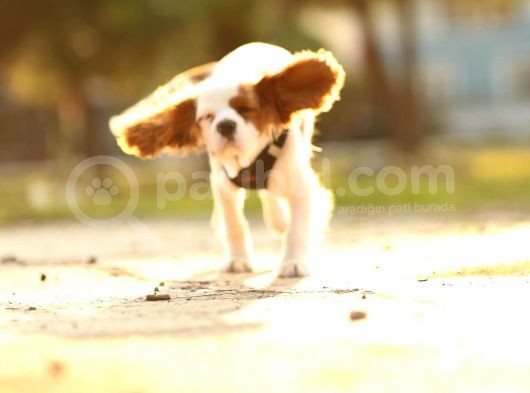 Cavalier King Charles Yavru görsel