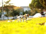 Cavalier King Charles Yavru