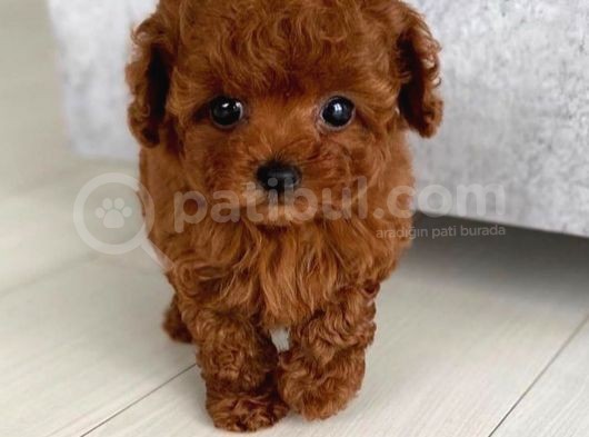 Red Brown Toy Poodle Yavrularımız görsel