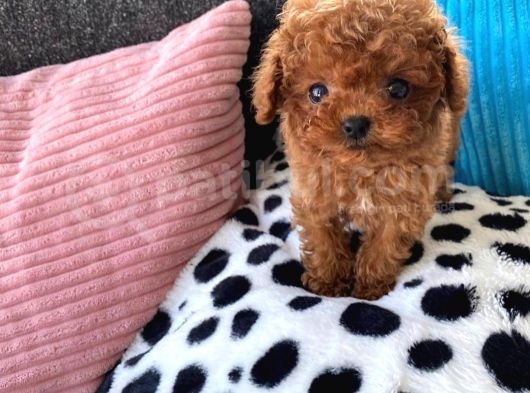 Red Brown Toy Poodle Yavrularımız görsel