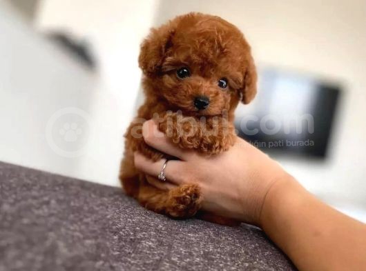 Red Brown Toy Poodle Yavrularimiz görsel