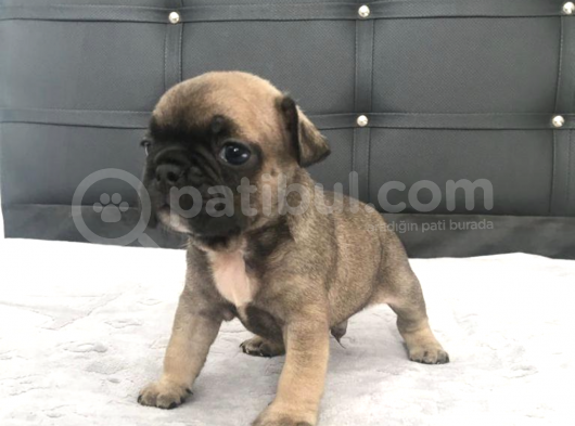 Fawn French Bulldog görsel