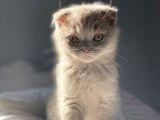 Scottish Fold Lilac