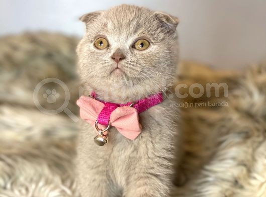 Scottish Fold Lilac görsel