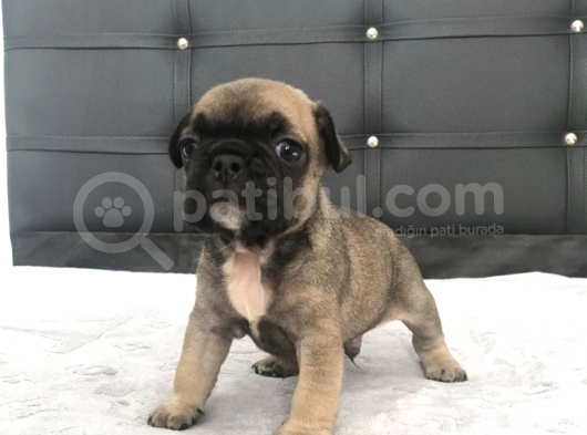 Fawn French Bulldog görsel