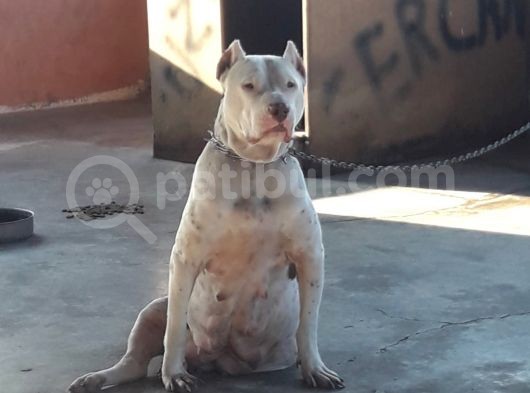 Safkan Pitbull Yavruları görsel