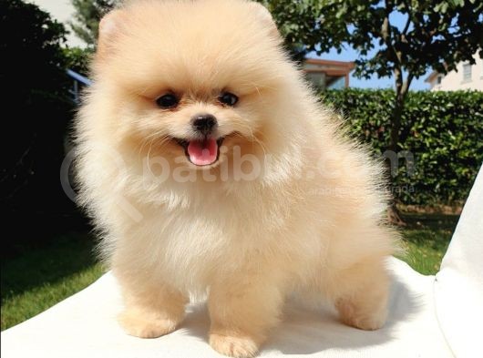 Pomeranian Boo Yavrularımız görsel