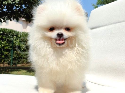 Pomeranian Boo Yavrularımız görsel