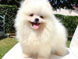Pomeranian Boo Yavrularımız