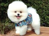 Orjinal Pomeranian Boo Yavrularımız