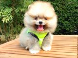 Pomeranian Boo Teddy Bear Yavrular