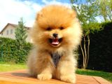 Pomeranian Boo Teddy Bear Yavrular