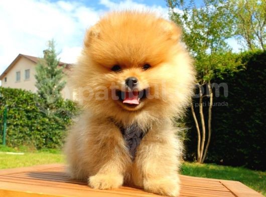 Pomeranian Boo Teddy Bear Yavrular görsel