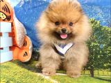 Pomeranian Boo Yavrularımız