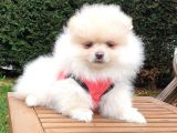 Orjinal Pomeranian Boo Yavrularımız