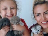 Safkan Scottish Fold Yavrumuza Aile