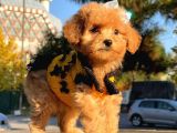 Maltipoo Mix Irk Garantili Yavrular