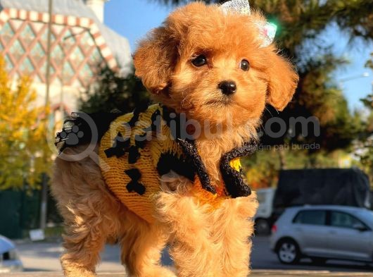 Maltipoo Mix Irk Garantili Yavrular görsel