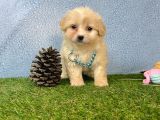 Krem Beyaz Maltipoo Sevimli Bebeklerimiz
