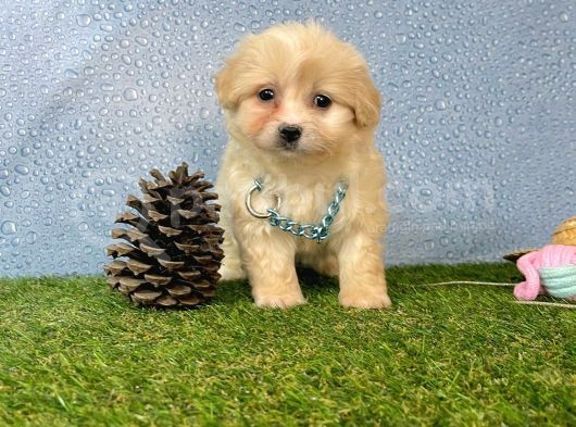 Krem Beyaz Maltipoo Sevimli Bebeklerimiz görsel