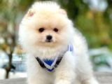 Safkan Pomeranian Boo Yavrularımız