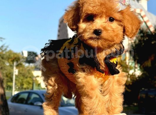 Maltipoo Mix Irk Garantili Yavrular görsel