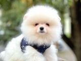 Safkan Pomeranian Boo Yavrularımız