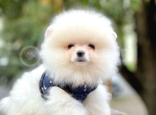Safkan Pomeranian Boo Yavrularımız görsel