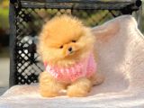 Safkan Pomeranian Boo Yavrularımız