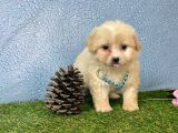Krem Beyaz Maltipoo Sevimli Bebeklerimiz