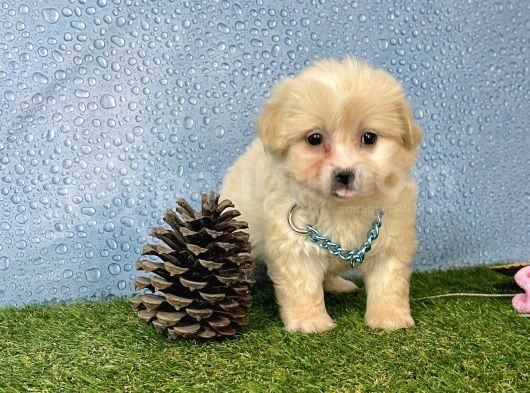 Krem Beyaz Maltipoo Sevimli Bebeklerimiz görsel