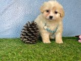 Krem Beyaz Maltipoo Sevimli Bebeklerimiz