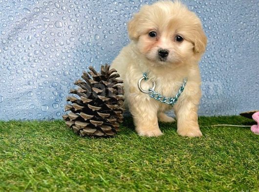 Krem Beyaz Maltipoo Sevimli Bebeklerimiz görsel