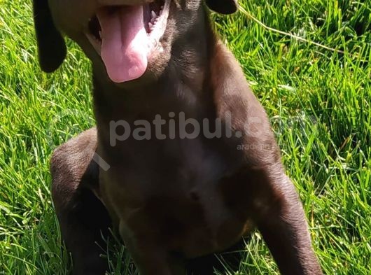 Sevimli Çikolata Labrador Yavrular