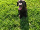 Sevimli Çikolata Labrador Yavrular
