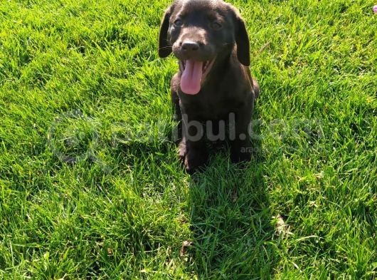 Sevimli Çikolata Labrador Yavrular görsel