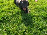 Sevimli Çikolata Labrador Yavrular